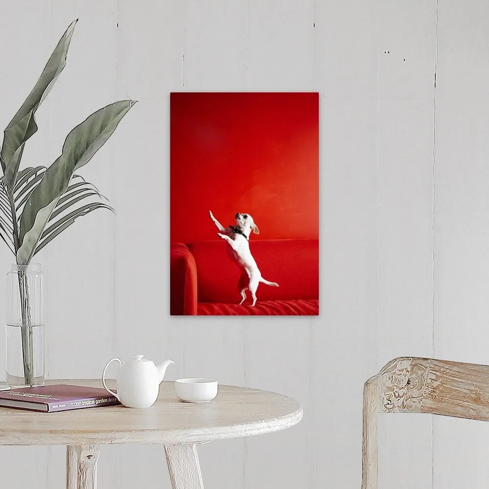 "Begging Chihuahua standing on red sofa" Canvas Wall Art